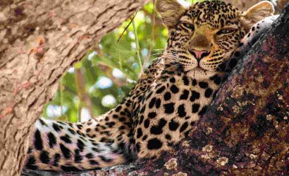 Leopard Ruaha National Park