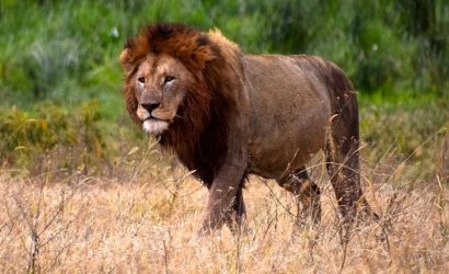 Lion Serengeti National Park