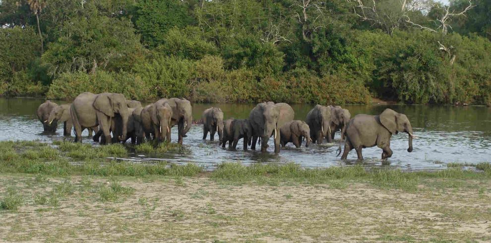 Selous Game Reserve elephants
