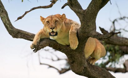 Tree Climbing Lions in Lake Manyara National Park