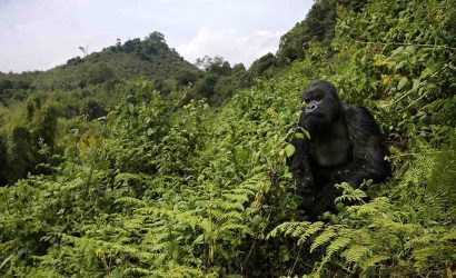 Rwanda Gorilla Trek - Volcanoes Mountains National Park