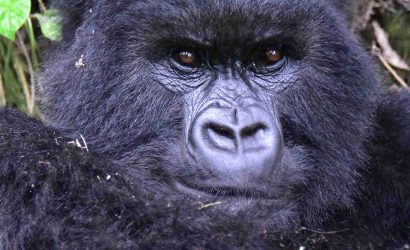 3 days Rwanda Gorilla Trek - Volcanoes Mountains National Park1