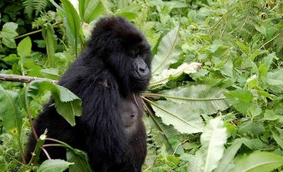 4 Days Rwanda Gorilla Trek - Volcanoes Mountains National Park