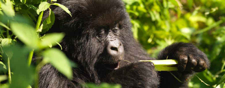 Rwanda Gorilla Trek - Volcanoes Mountains National Park