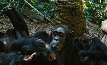 gombe-national-park-chimps-jane-goodall